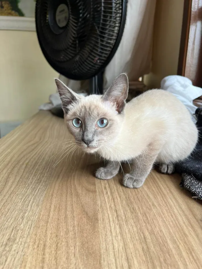 Gato raça SRD-ViraLata idade 2 a 6 meses nome Juju bebe carente e bravinha