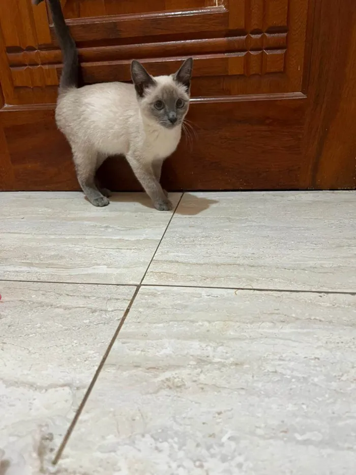 Gato raça SRD-ViraLata idade 2 a 6 meses nome Juju bebe carente e bravinha