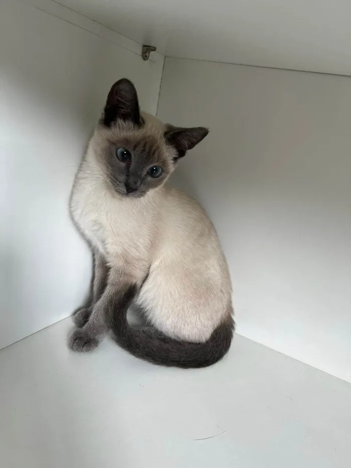 Gato raça SRD-ViraLata idade 2 a 6 meses nome Juju bebe carente e bravinha