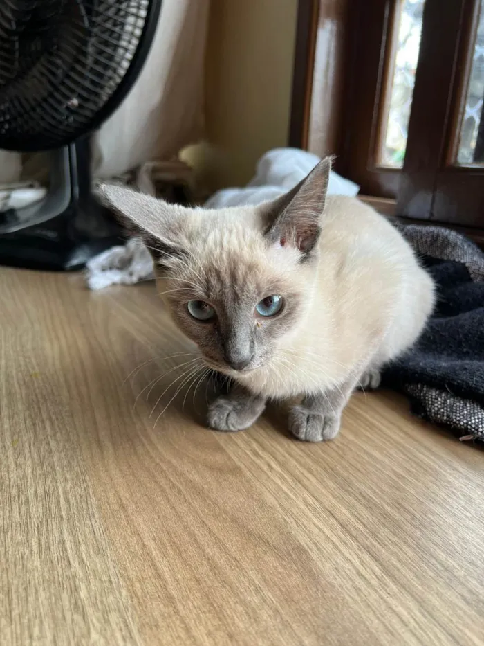 Gato raça SRD-ViraLata idade 2 a 6 meses nome Juju bebe carente e bravinha