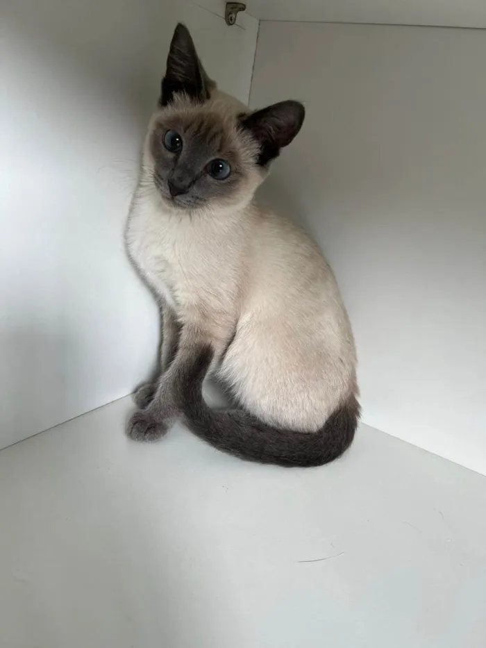 Gato raça SRD-ViraLata idade 2 a 6 meses nome Juju bebe carente e bravinha