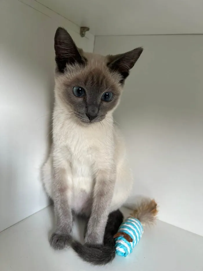 Gato raça SRD-ViraLata idade 2 a 6 meses nome Juju bebe carente e bravinha