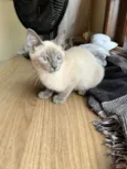 Valentina
