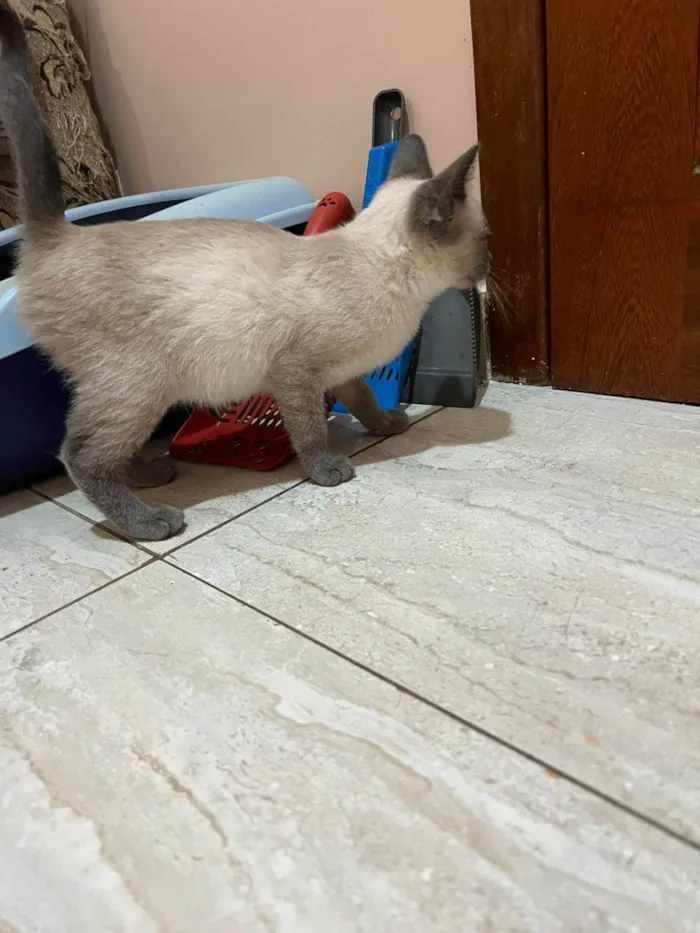 Gato ra a SRD-ViraLata idade 2 a 6 meses nome Valentina 