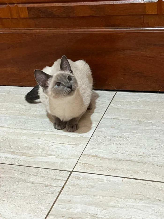 Gato ra a SRD-ViraLata idade 2 a 6 meses nome Valentina 