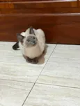 Valentina