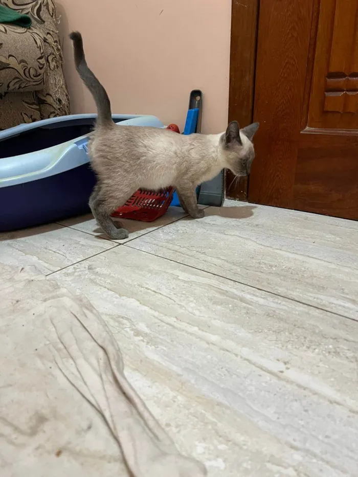 Gato ra a SRD-ViraLata idade 2 a 6 meses nome Valentina 