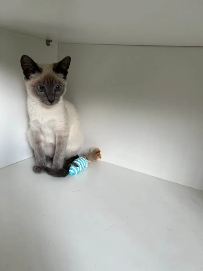 Gato ra a SRD-ViraLata idade 2 a 6 meses nome Valentina 