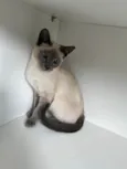 Valentina