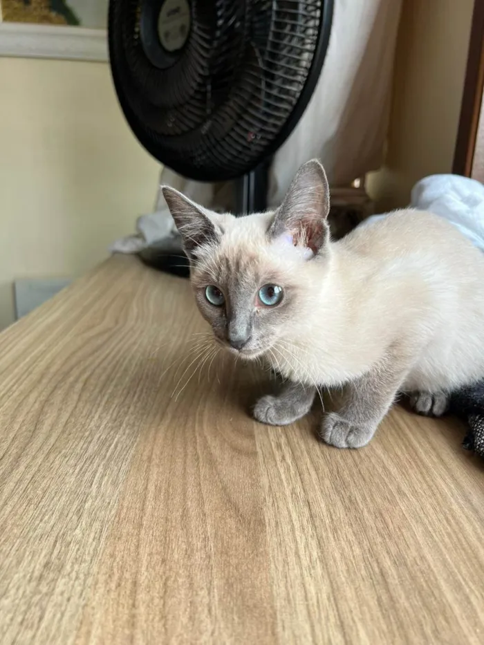 Gato ra a SRD-ViraLata idade 2 a 6 meses nome Valentina 