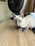 Valentina