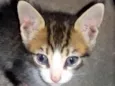 6 Gatinhos Filhotes / Ainda sem nomes