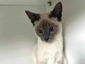 Gato raça SRD-ViraLata idade 2 a 6 meses nome Valentina 