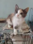 ..