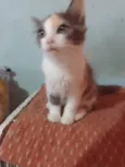 ..