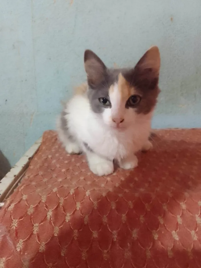 Gato ra a Srd idade 2 a 6 meses nome ..