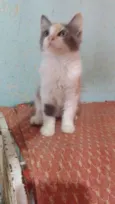 ..