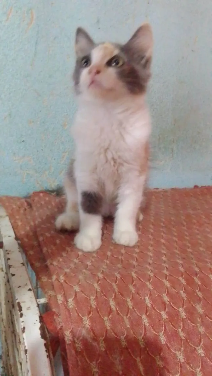 Gato ra a Srd idade 2 a 6 meses nome ..