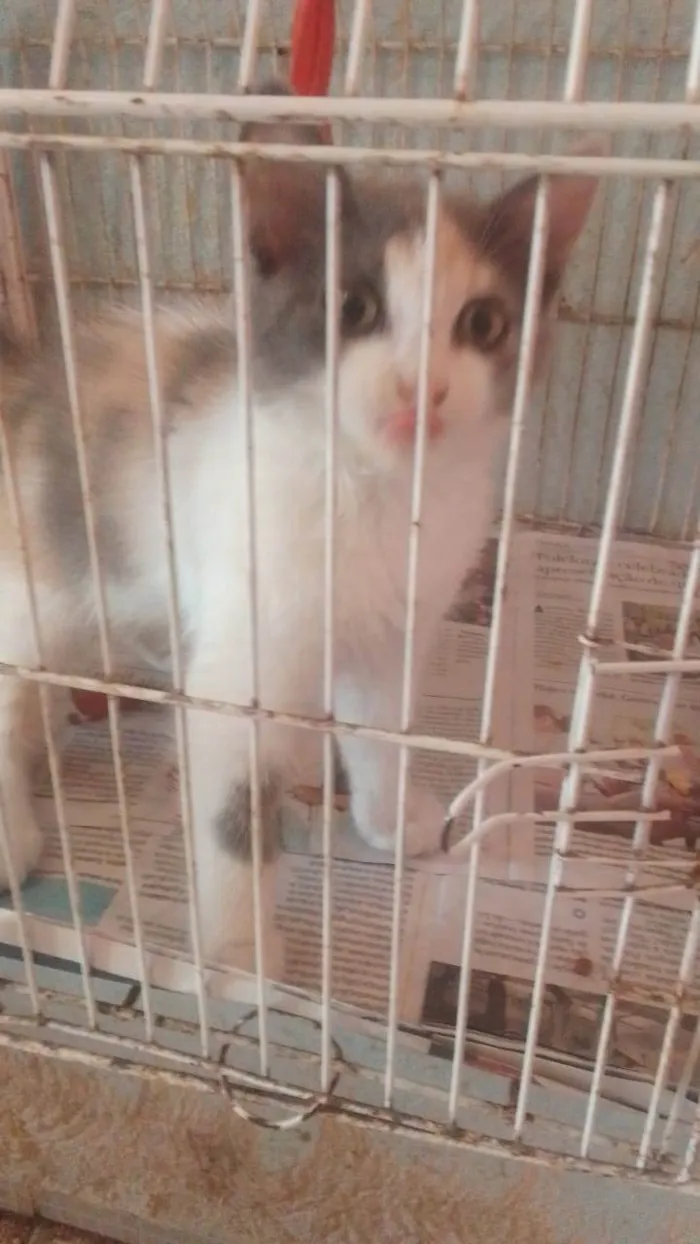 Gato ra a Srd idade 2 a 6 meses nome ..