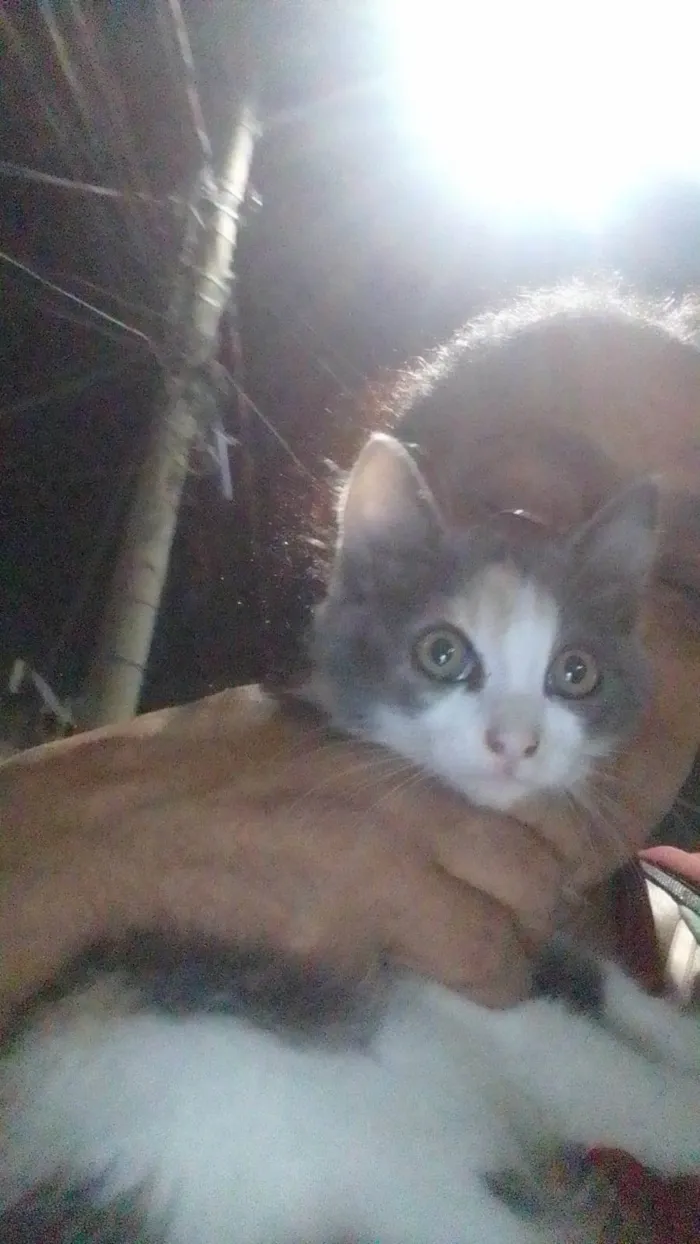 Gato ra a Srd idade 2 a 6 meses nome ..