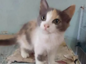Gato raça Srd idade 2 a 6 meses nome ..