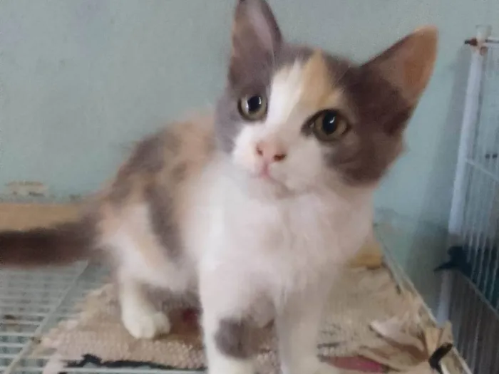 Gato ra a Srd idade 2 a 6 meses nome ..