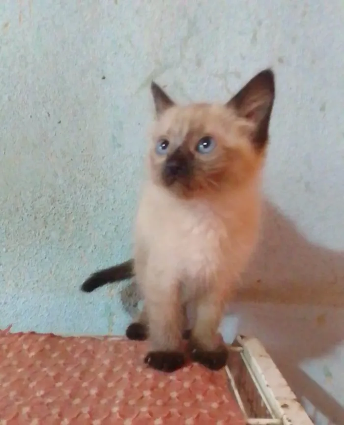 Gato ra a Srd idade 2 a 6 meses nome .