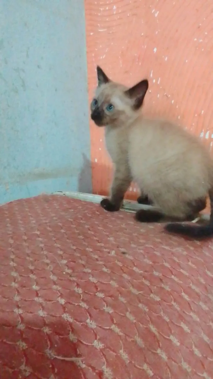 Gato ra a Srd idade 2 a 6 meses nome .