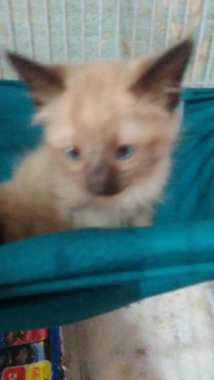 Gato ra a Srd idade 2 a 6 meses nome .