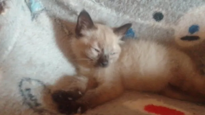 Gato ra a Srd idade 2 a 6 meses nome .