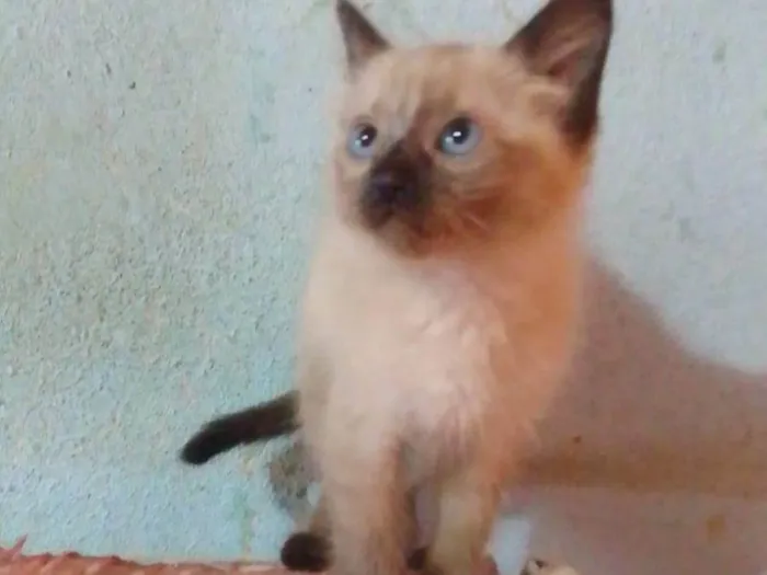 Gato ra a Srd idade 2 a 6 meses nome .