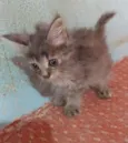 ..