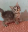 ..
