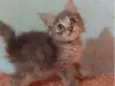 ..
