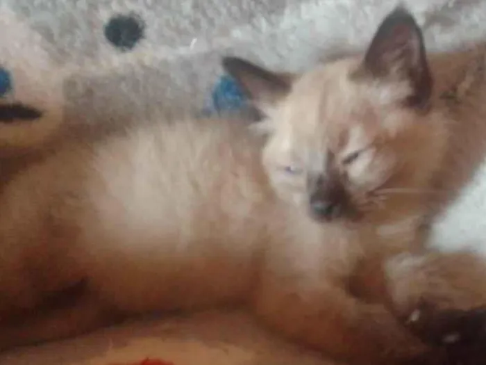 Gato ra a Srd idade 2 a 6 meses nome .