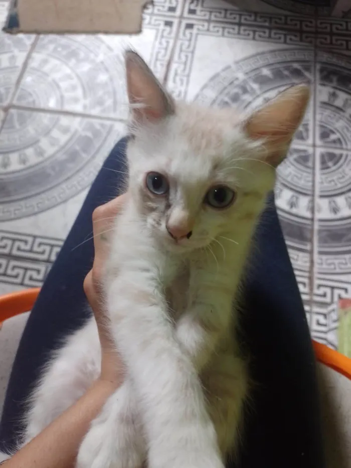 Gato ra a SRD-ViraLata idade 2 a 6 meses nome Ceci/ Cloe/Lua