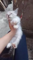Ceci/ Cloe/Lua