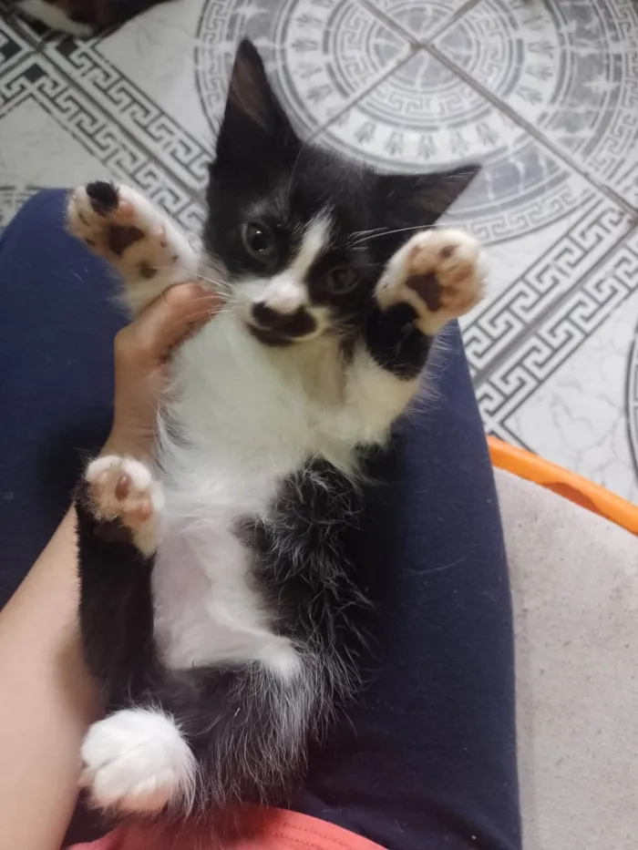 Gato ra a SRD-ViraLata idade 2 a 6 meses nome Ceci/ Cloe/Lua