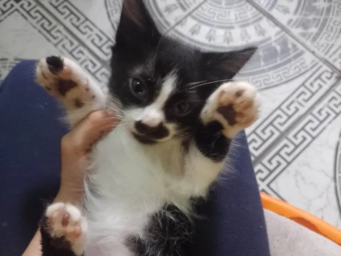 Gato ra a SRD-ViraLata idade 2 a 6 meses nome Ceci/ Cloe/Lua
