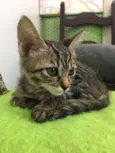 Ágata
