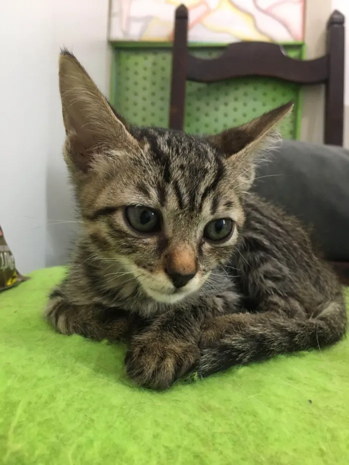 Gato ra a SRD-ViraLata idade Abaixo de 2 meses nome Ágata 