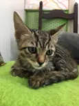 Ágata