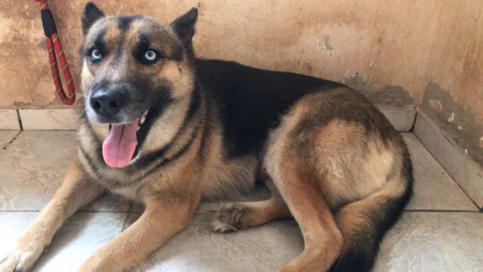 Cachorro ra a Pastor Alemão idade 3 anos nome Prateada