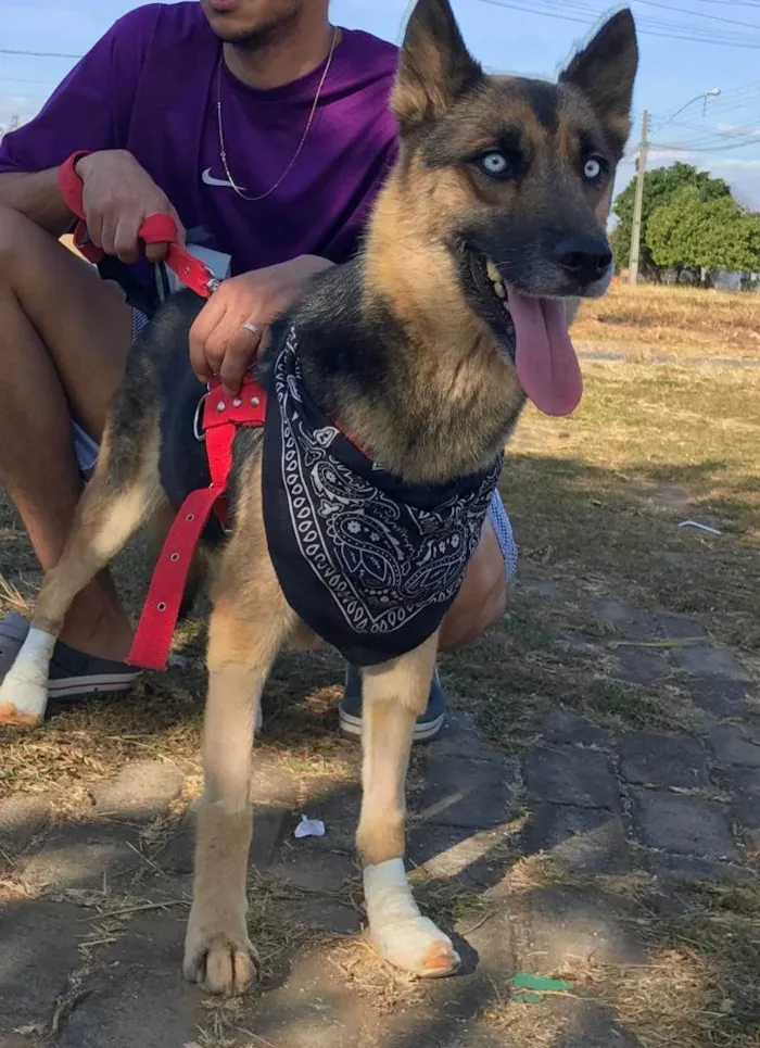 Cachorro ra a Pastor Alemão idade 3 anos nome Prateada