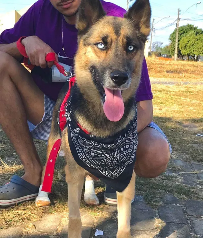 Cachorro ra a Pastor Alemão idade 3 anos nome Prateada