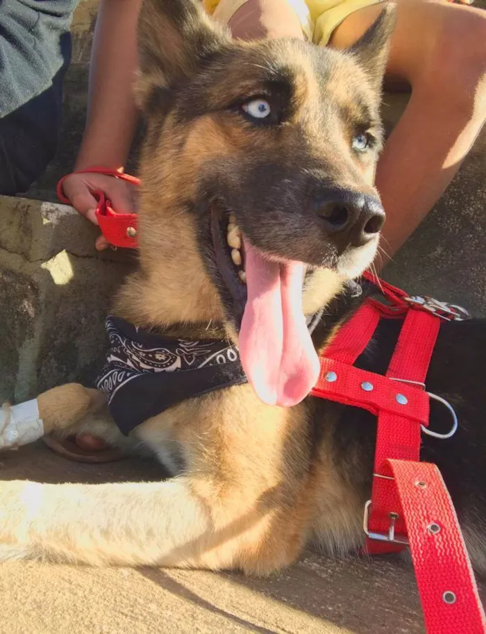 Cachorro ra a Pastor Alemão idade 3 anos nome Prateada