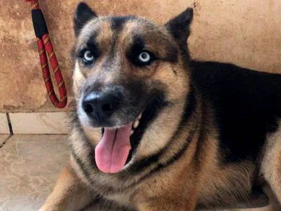 Cachorro ra a Pastor Alemão idade 3 anos nome Prateada