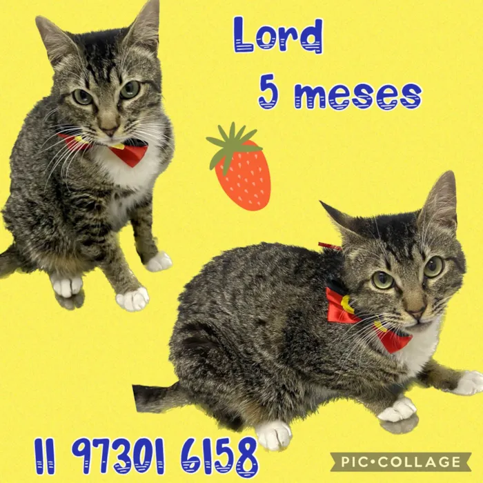 Gato ra a Srd idade 2 a 6 meses nome Lord