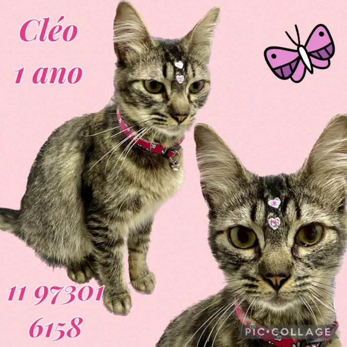 Gato ra a Srd idade 1 ano nome Cléo 