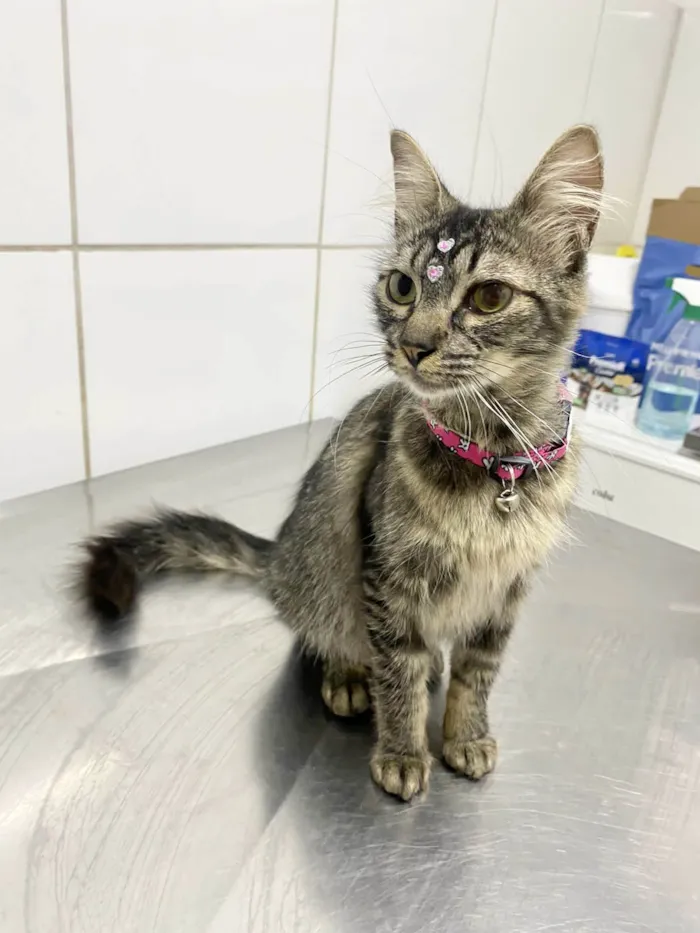 Gato ra a Srd idade 1 ano nome Cléo 